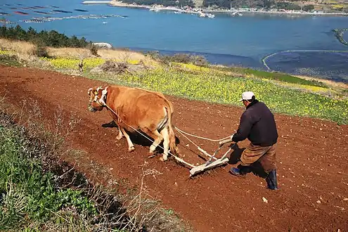 Cow ploughing the fields