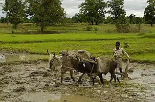 A young farmer in Umaria district
