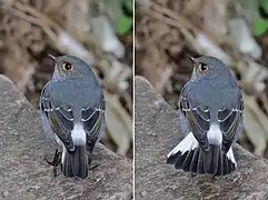 female, showing tail flick