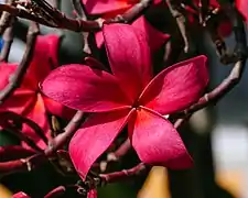 Closeup of Plumeria rubra in Jamshedpur