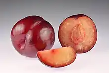Africa Rose plum