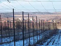 View towards Pnětluky through a hop garden