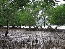 A mudflat, and a mature mangrove patch with aerial roots, in the bay