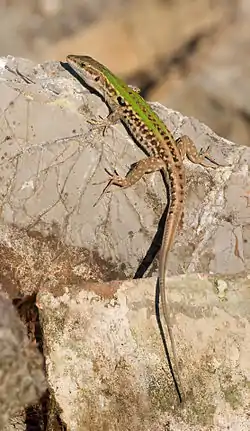 Image 15Italian wall lizardPhoto: Richard BartzThe Italian wall lizard (Podarcis sicula) is native to southern and southeastern Europe. As the name suggests, it is the most abundant lizard species in southern Italy. The species is known for having been subject to "rapid evolution": In 1971, ten adult specimens were brought to the Croatian island of Pod Mrčaru from a neighbouring island, where they founded a new bottlenecked population. After the Yugoslav Wars, scientists found that the Pod Mrčaru population differed greatly from the original group, although the two are genetically identical. The most surprising difference was that individuals on Pod Mrčaru had developed cecal valves, "a brand new feature not present in the ancestral population".More selected pictures