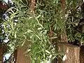 Podocarpus elatus bark & foliage