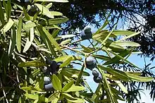 Podocarpus elatus foliage & naked seeds on fleshy receptacles