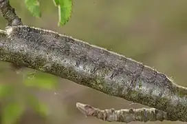 Caterpillar of Poecilocampa populi, side view