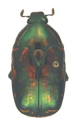 Poecilopharis gressitti Holotype male