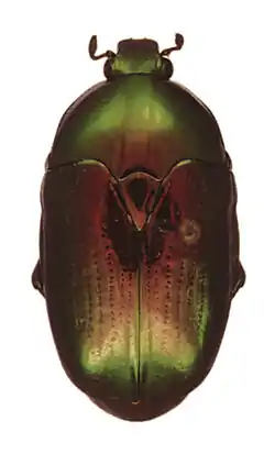 Poecilopharis uniformis makiraensis Holotype female