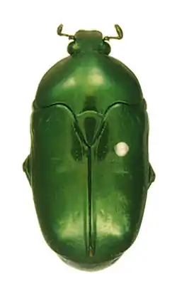 Poecilopharis uniformis Holotype male