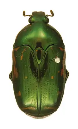 Poecilopharis woodfordi  Holotype male