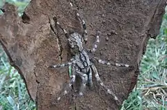 Poecilotheria rajaei