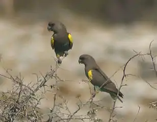 P. m. damarensis pair at Etosha, Namibia