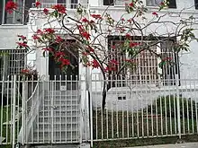  Poinsettia trained to grow as a small tree in a front yard of a home in Los Angeles