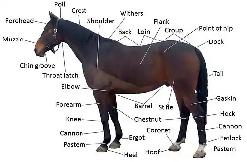 Image 25Points of a horse (from Equine anatomy)