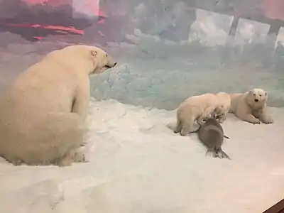 The Museum's famous 1942 Polar bear diorama, featuring a ringed seal