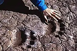 Bear tracks.