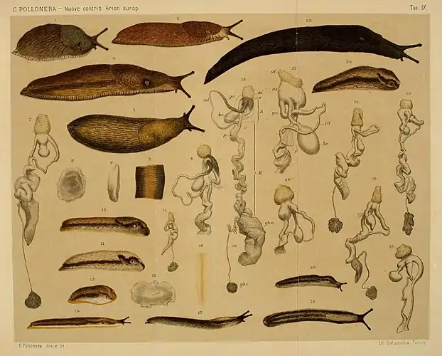 Arion slugs with genitalia dissected out (1889)
