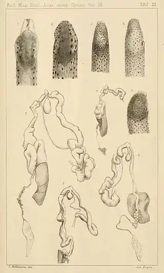 Italian Limax slugs with genitalia dissected out (1888)<ref>
