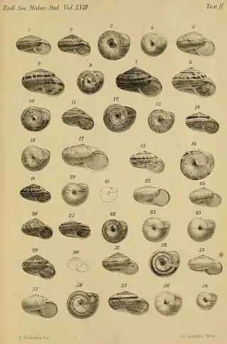 Xerophila shells (1892)