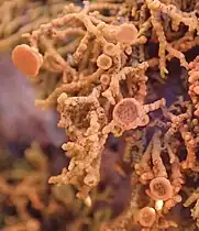 fruticulose: Polycauliona coralloides