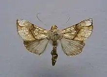Polychrysia esmeralda
