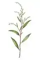 Water pepper or Polygonum hydropiper