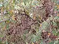 Polylepis australis leaves