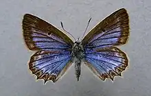 Mounted specimen, female