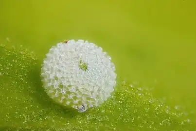 Egg