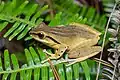 Polypedates megacephalus, Spot-legged tree frog - Phu Kradueng National Park