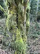 Growing on moss-covered big leaf maple