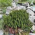 On ultramafic rock in Wenatchee Mountains