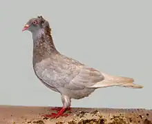 A pigeon with A pigeon with ruffled, upright feathers on the back of the head and neck.
