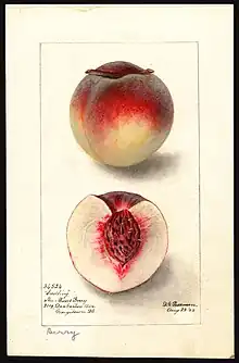 Peach (cultivar 'Berry'), watercolour, 1895