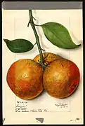 Temple variety of orange (Citrus sinensis), with specimen originating in Winter Park, Florida; watercolor by Mary Daisy Arnold, 1915