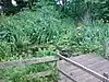 Pond in Railway Fields