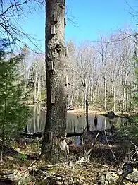 Tree with wood block foot and hand holds at a small pond.