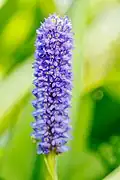 Pontederia cordata flowers