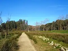 Pontevedra Line by Richard Long.