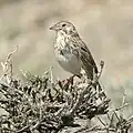 Vesper sparrow