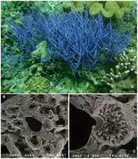 Porifera morphology