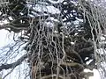 Extreme contortion in the trunk and branches of Camperdown Elm, Port Gamble, Washington
