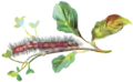 Illustrated caterpillar