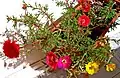 Mixed Portulaca grandiflora growth