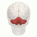 Animation. Posterior lobe shown in red.