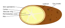Diagram of the internal and external morphology of a potato tuber