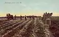 Potato harvesting in 1909