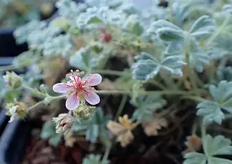 Potentilla porphyrantha