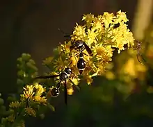 Eumenes fraternus and mosquitoes collecting nectar on Solidago